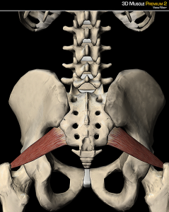 piriformis-lateral-rotator-hip-gluteal